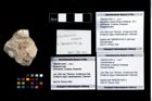 Foto (Objekt + Etikett) von Goniodromites sp.  (NHMW-GEO-1990-0041-4361b)
